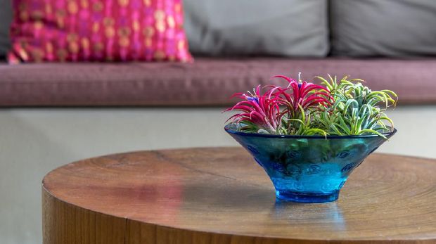 Tumbuhan Bromeliad untuk interior rumah
