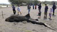 Diduga hiu paus ini merupakan ikan yang muncul dalam beberapa hari terakhir di pesisir selatan Kulon Progo.