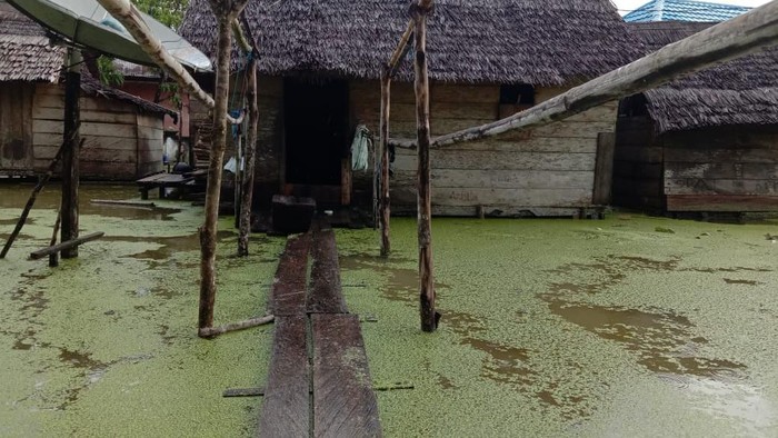 Banjir hijau rendam Seram Barat