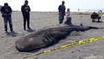 Penampakan Hiu Paus yang Mati Terdampar di Kulon Progo