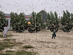 China Akan Kirim Pasukan Bebek Lawan Hama Belalang di Pakistan