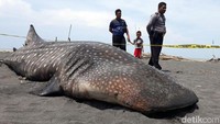 Seekor hiu paus (Rhincodon Tyous) ditemukan terdampar di muara Sungai Bogowonto di pesisir Pantai Congot Kulon Progo pagi ini, Jumat (28/2/2020). Saat ditemukan ikan ini dalam kondisi sudah mati.