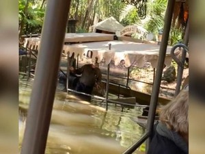 Lho, Perahu Milik Disney World Orlando AS Bisa Tenggelam