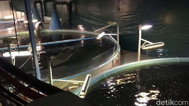 Mengintip Pusat Budi Daya Salmon Terbesar Dunia di Tasmania