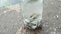 Aktivitas memancing dengan cara itu bisa dilihat saat pagi, siang dan sore. Selain bisa mencoba sensasinya, aktivitas nelayan - warga itu juga asyik dilihat karena tidak sedikit aksi jail ditunjukan saat melihat rekannya menarik hasil pancingan dari dalam air.