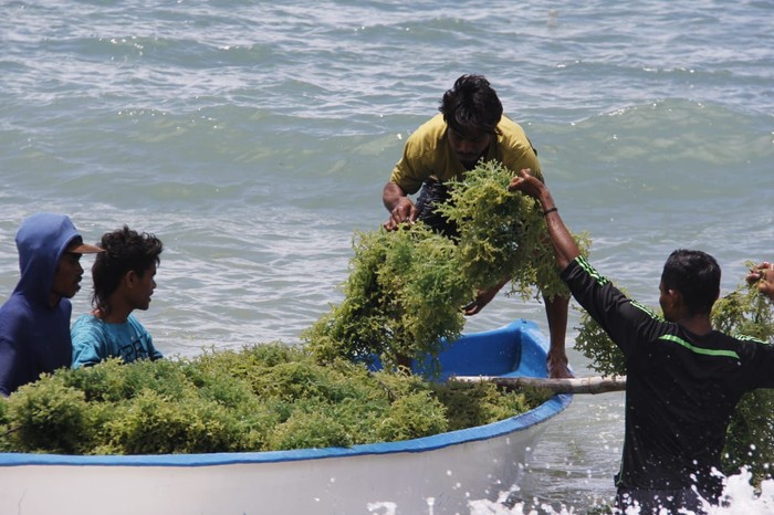 rumput laut