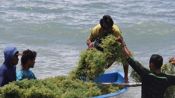 rumput laut
