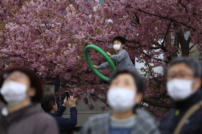 Keindahan festival bunga sakura di Jepang seakan memudar imbas virus corona yang merebak.