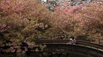 Keindahan Festival Bunga Sakura yang Tercoreng Corona