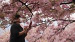 Keindahan Festival Bunga Sakura yang Tercoreng Corona