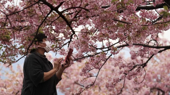 Keindahan festival bunga sakura di Jepang seakan memudar imbas virus corona yang merebak.