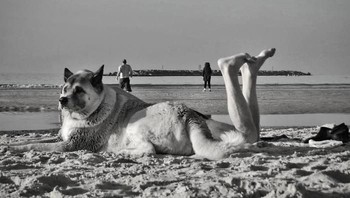 Anjing berkaki manusia. Foto: Anthimos Ntagkas via Bored Panda