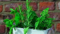 Sering kali ragam herba mudah layu dan rusak. Alat ini bisa membuat daun mint atau rosemary yang kamu punya tetap segar 10 hari lebih lama. Canggih ya? Foto: Istimewa
