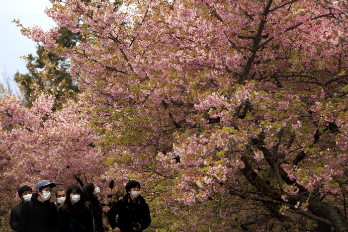 Keindahan festival bunga sakura di Jepang seakan memudar imbas virus corona yang merebak.