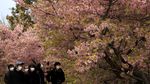 Keindahan Festival Bunga Sakura yang Tercoreng Corona