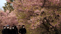 Bunga sakura yang bermekaran terlihat indah dengan warna merah muda yang khas.