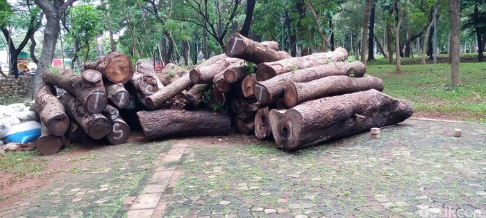 Gelondongan pohon tebangan area revitalisasi Monas. (Kadel Melda L/detikcom)