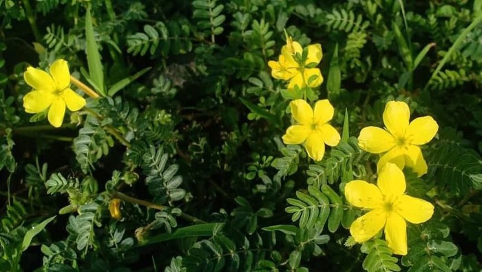 Si cantik yang tidak diinginkan di Taman Nasional Baluran