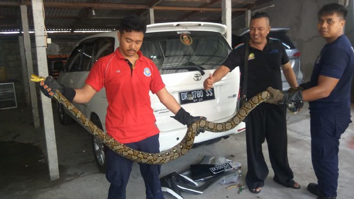 Piton besar yang sembunyi di NMAX warga di Bali (Dok. Istimewa)