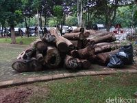 Urutan Misteri Penebangan Pohon di Monas yang Kini Jadi Gelondongan