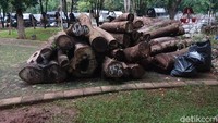 Penampakan gelondongan pohon yang ditebang saat revitalisasi kawasan Monas. Kadel Melda L/detikcom.