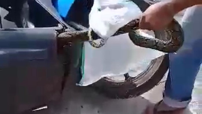 Dek bawah Honda BeAt jadi sarang ular