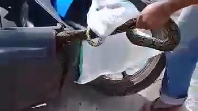 Ular di Honda BeAt Dek bawah Honda BeAt jadi sarang ular