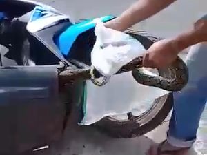 Hiii! Ular Sembunyi di Perut Honda BeAT