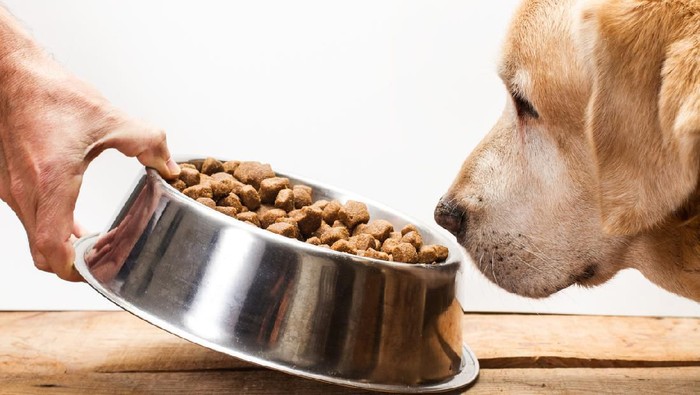 1055030246 Labrador retriever dog eating his food