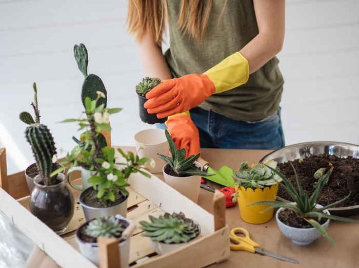 Woman working in her small home botany workshop during the weekend