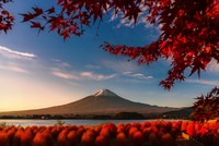 Sony World Photography Awards 2020