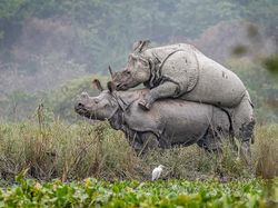 Karya Memukau Jawara Sony World Photography Awards 2020
