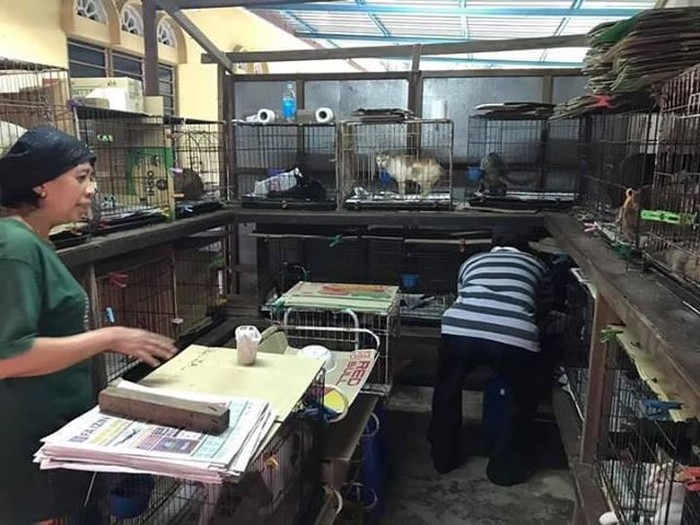 Berbuat Kebaikan untuk Kucing