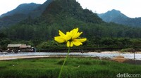 Berada di Kabupaten Lima Puluh Kota, Kapalo Banda Taram menghadirkan panorama danau yang dikelilingi bukit-bukit hijau yang indah.