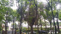 Rumah itu berada di Jalan Martimbang III, Kebayoran Baru, Jakarta Selatan. Rumah sangat luas. Honggo didakwa korupsi Rp 37,8 triliun terkait penjualan kondensat yang seharusnya dijual ke Pertamina. 