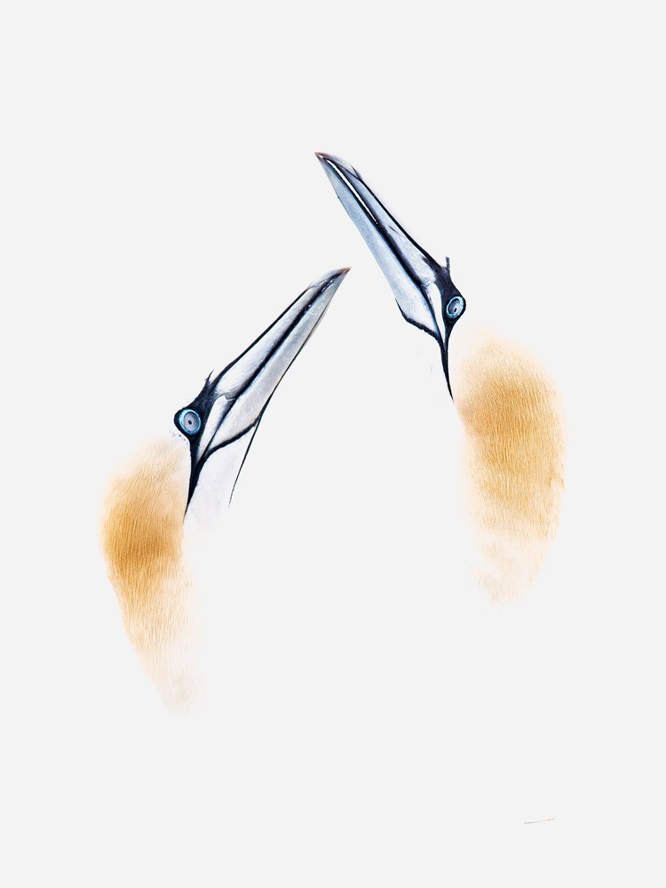 Sony World Photography Awards 2020