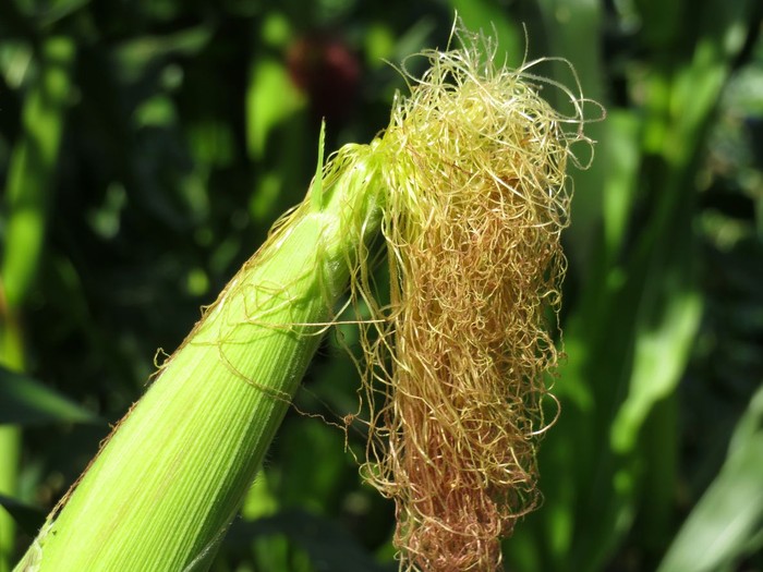rambut jagung