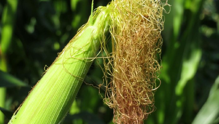 Jangan Dibuang Rambut  Jagung  Bermanfaat Sehatkan Jantung