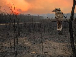 Karya Memukau Jawara Sony World Photography Awards 2020