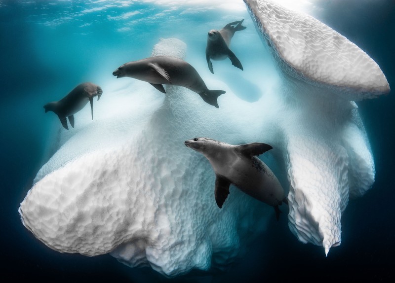 Sony World Photography Awards 2020