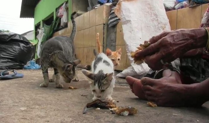 Berbuat Kebaikan untuk Kucing