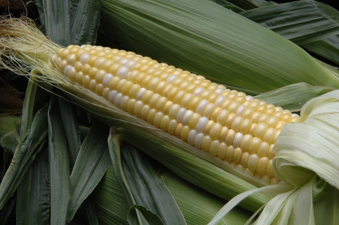 rambut jagung rambut jagung