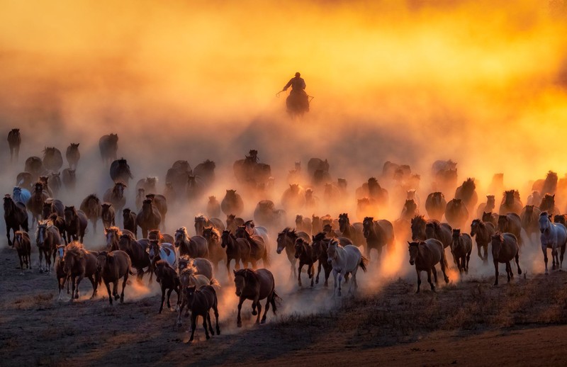Sony World Photography Awards 2020