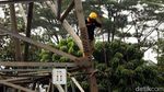 Aksi Petugas Bertaruh Nyawa Perbaiki Kabel Listrik di Tower Sutet