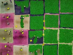 Karya Memukau Jawara Sony World Photography Awards 2020