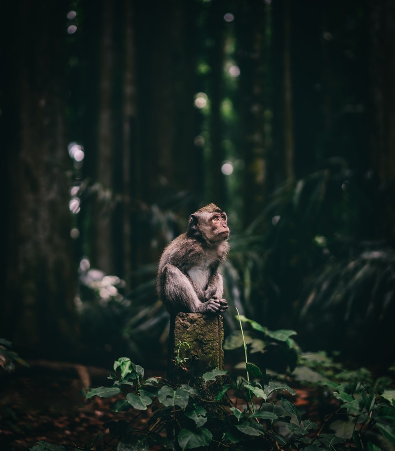 Sony World Photography Awards 2020
