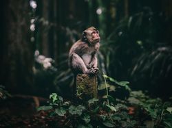 Karya Memukau Jawara Sony World Photography Awards 2020
