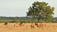 Mau merasakan keliling sabana layaknya di Afrika? Nggak perlu jauh-jauh ke Benua Hitam, karena Indonesia punya Taman Nasional Baluran yang letaknya di Banyuwangi, Jawa Timur (Foto: Dok. RedDoorz)