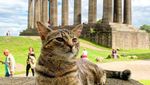 Potret Gemasnya Kucing Ini Traveling Keliling Eropa