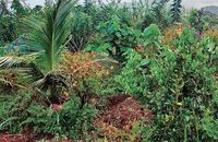 Keren! Hanya Makan Buah, Pria Ini Garap Lahan Tandus Jadi Kebun Buah